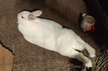 Luna the chunker does a sploot
