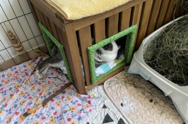 There are 3 beds and a full hutch.