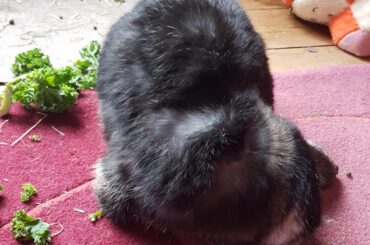 An over proved (and over baked) loaf