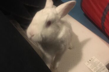 Hello, do you have treats?