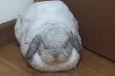 my friends bunny loaf [OC]