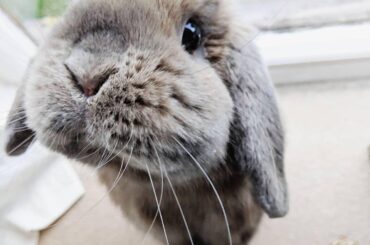 Was told to share this picture of Calvin with you guys! Always happy to find new bunny subreddits 😁