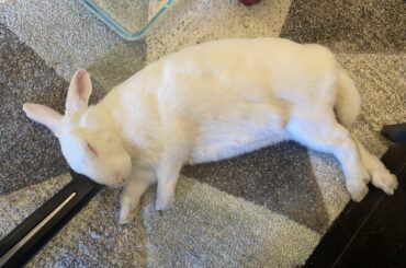 Bilbo Bunbuns using my chair leg as a pillow 😍