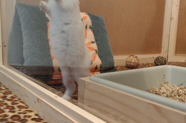 Jeremy Bearimy exploring his new mansion!