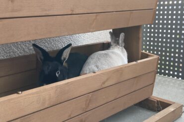 Rosalinda and Jacky hanging out in the raised bed out on the new balcony.