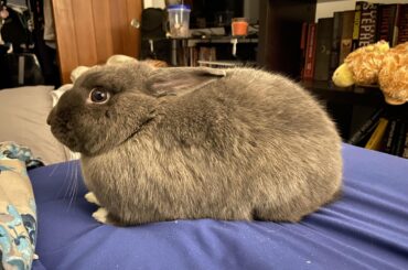 Sir, the loaf of bread you ordered has been delivered.