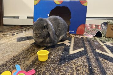 He’s pissed at me about something. I don’t know if it’s the fresh litter box or the extra area rug to run around on or the new cardboard box to play in. How dare I.