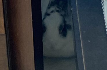 That’s Robins favorite spot to take a nap