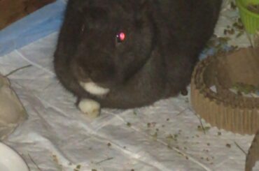 Large bread loaf waiting for pets