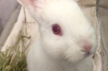 The first time I met Caprica.