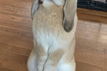 proper and at attention