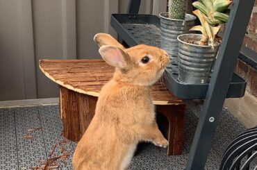 Hugo stopping to smell the 🌱