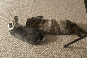 What do you call a collective of noodles? A pasta bowl?