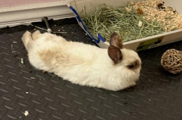 when u buy ur bunny a bed but he prefers the floor
