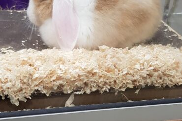 Saw the cutest loaf at the pet store today