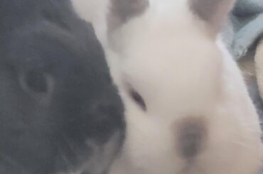 Their eyes nearly touch they are so close lol!