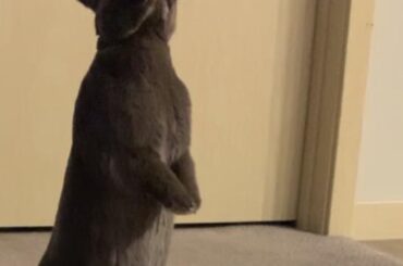 Hello fellow human, nice day for a walk isn’t it