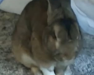 the making of a loaf