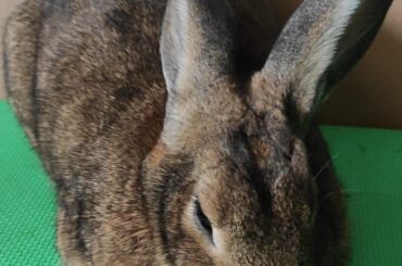 Let the loaf rest for better results