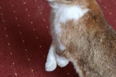 First post here, say hello to Bunno!