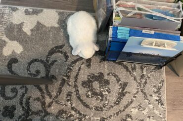 My little creamy loaf keeps me company while I work (and eat... and do most things)