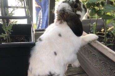 No other post today...what do you say? He’s a cute little tomato leaf muncher!