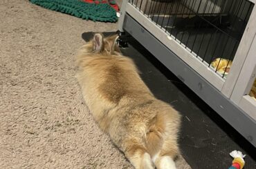 Just found this sub! Here’s my all time favorite Benny noodle