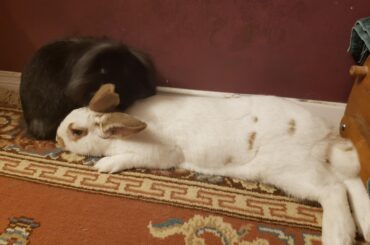 S'mores loves doing a big noodle flop in front of Tapioca