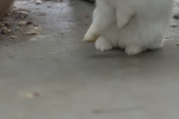 Caught in the act! 🐰