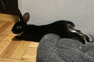 Goose is a weirdo