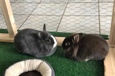 Cub and Bigwig engage in a brutal loaf-off. (x-post from r/rabbits, original by deltadelta199)