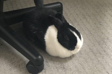 dutch loaf, not for sale but you can look at him