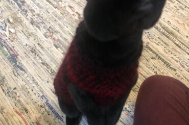 Knit this dude a sweater with what I thought was the softest feel but he’s definitely softer.