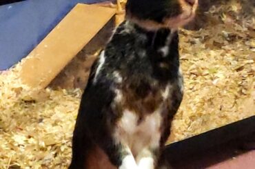 Wonder what he hears that i dont.