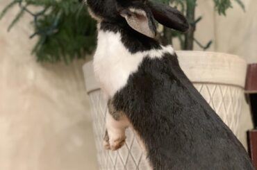 Stealing chomps from our indoor tree