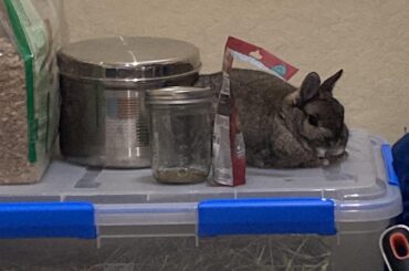 I bought a $150 customized rabbit hideout from Etsy for him but …