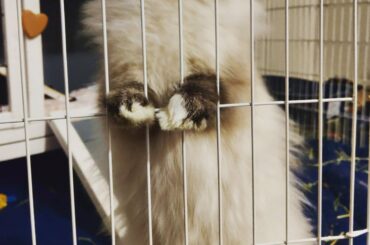 Moonpie's standing tummy