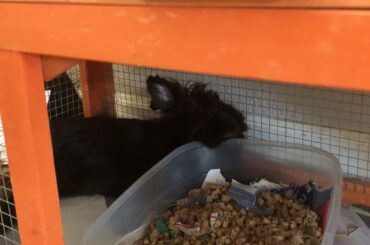 Corner of the cage, head propped on a litterbox