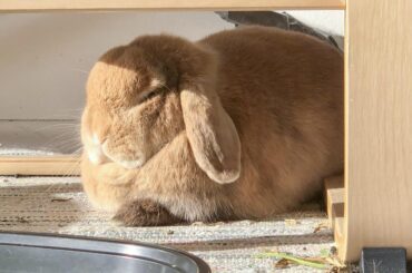 Toasting perfectly in a sunbeam 🍞