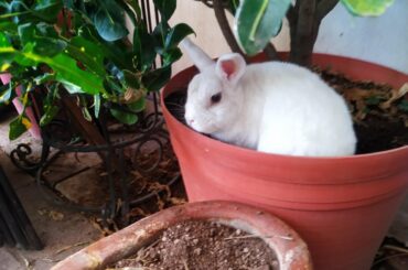 We couldn't find this round boi named Liliano for an hour, when we finally found him he was digging a butt rest hole on the plant pot.