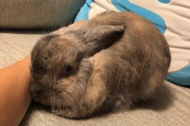 snuggly baby loaf bean