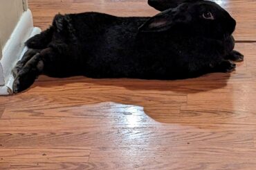 Pluck my fluffs, I dare you