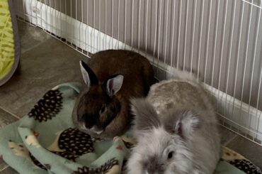 two loaves resting on a blanket