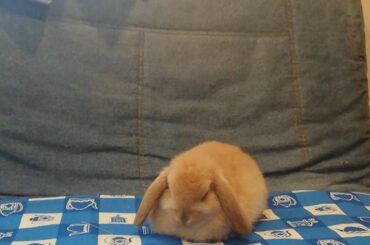 My sweet loaf of bread (the color is the same)💙