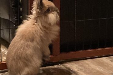 My other foster bun, Gerry