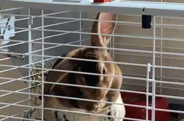 I never realized how much of a chonker my bun is until she stood up to clean her ears