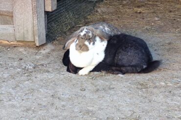 Saw these two derps yesterday