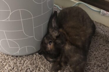 Apparently the paper bin is a pillow in Dumby's eyes