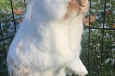 Ziggy Stardustbunny investigating winter weather for the first time