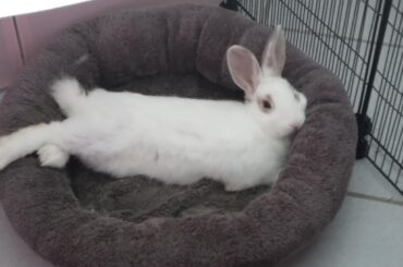His bunwife claimed the IKEA bed, but this is good, too.